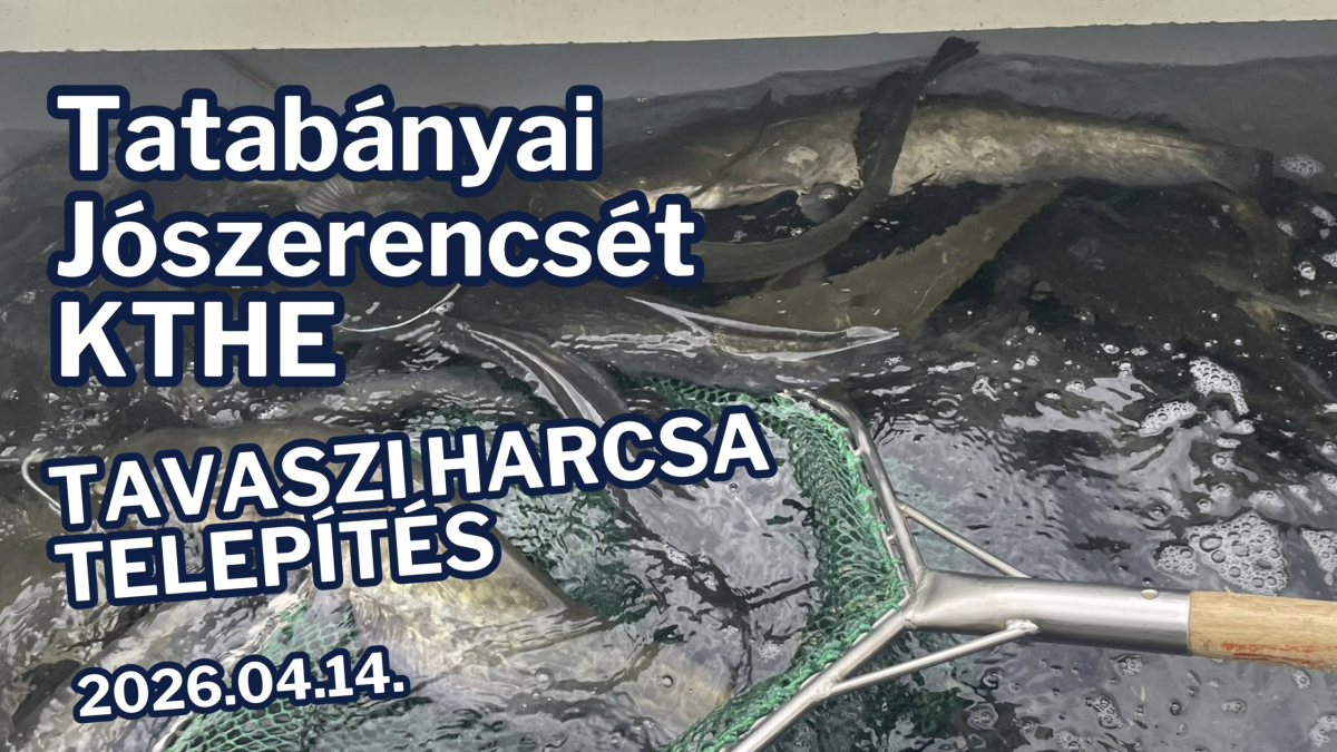 harcsatelepites20260414